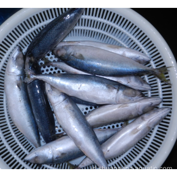 Bahan baku Pacific Mackerel Frozen Ukuran Besar 300-500g